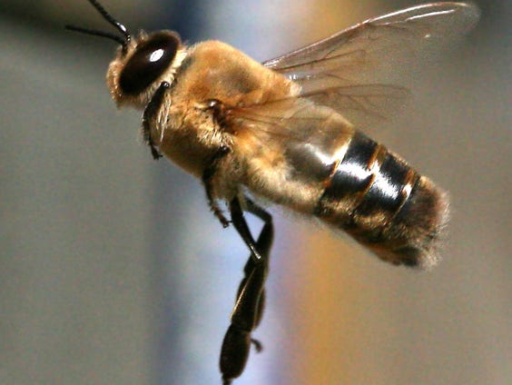 Foto van Wikipedia