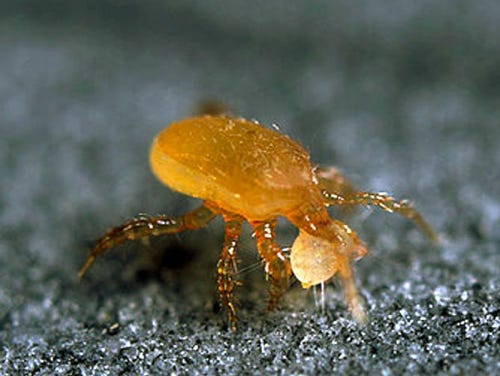 Strateolealaps Scimitus eet een Varroa mijt