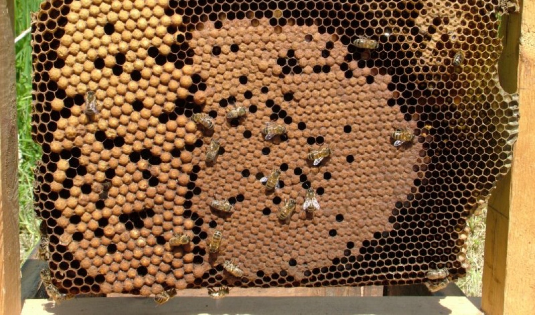 Bron: http://cookevillebeekeepers.com/12/three-kinds-of-brood-comb