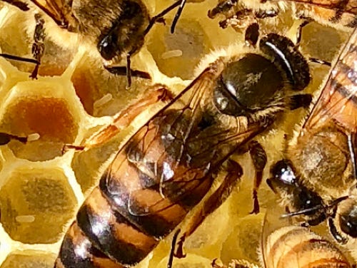 You see that the queen bee is larger than the other bees